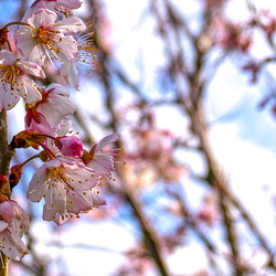 Prunus